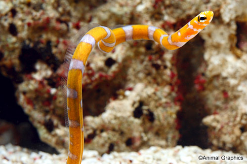 picture of Splendid Garden Eel Sml                                                                              Gorgasia perclara