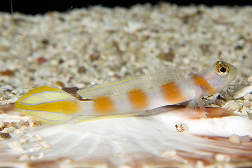 picture of Aurora Watchman Goby Med                                                                             Amblyeleotris aurora