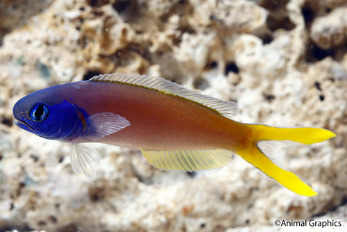 picture of Blue Head Tilefish Med                                                                               Hoplolatilus starki