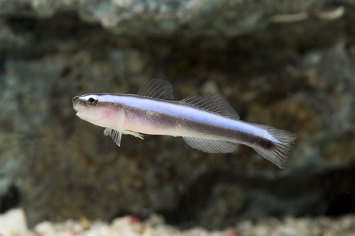 picture of Blue Neon Goby Tank Raised Sml                                                                       Elacatinus oceanops