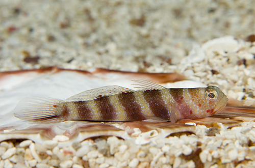 picture of Wheeler's Prawn Goby Sml                                                                             Amblyeleotris wheeleri