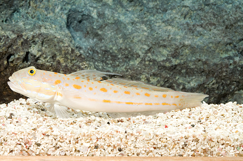 picture of Diamond Sleeper Goby Sml                                                                             Valenciennea puellaris