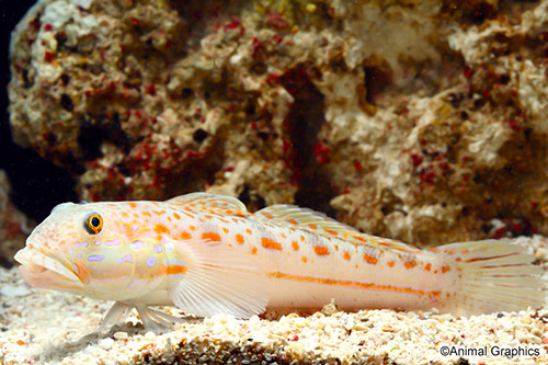 picture of Diamond Sleeper Goby Xlg                                                                             Valenciennea puellaris