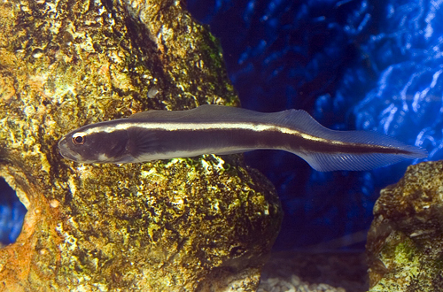 picture of Engineer Goby Sml                                                                                    Pholidichthys leucotaenia