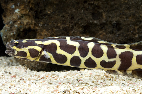 picture of Engineer Goby Shw                                                                                    Pholidichthys leucotaenia