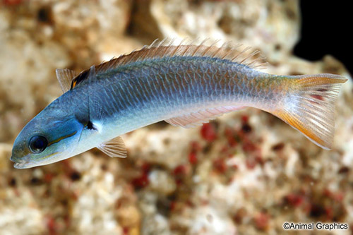 picture of Flashing Tilefish Med                                                                                Hoplolatilus chlupatyi