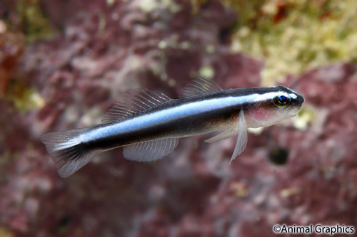 picture of Neon Goby Atlantic Med                                                                               Elacatinus oceanops