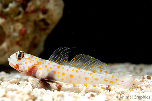 picture of Orange Spot Prawn Goby Med                                                                           Amblyeleotris guttata