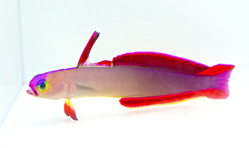 picture of Purple Firefish Med                                                                                  Nemateleotris decora