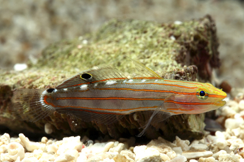 picture of Rainfordi Goby Australia Med                                                                         Amblygobius rainfordi