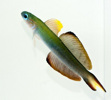 picture of Scissortail Goby Med                                                                                 Ptereleotris evides