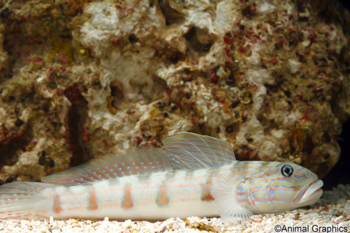 picture of Six Spot Sleeper Goby Med                                                                            Valenciennea sexguttata