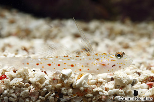 picture of Tangaroa Shrimp Goby Med                                                                             Ctenogobiops tangaroai