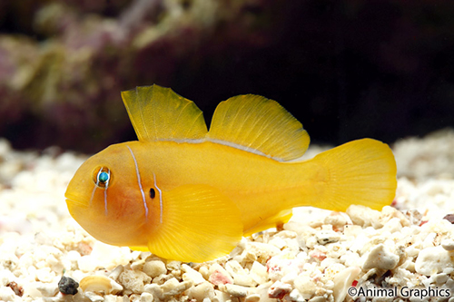 picture of Citron Goby Red Sea Med                                                                              Gobiodon citrinus