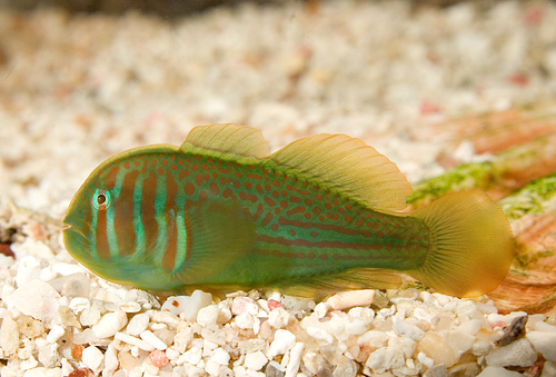 picture of Green Clown Goby Med                                                                                 Gobiodon atrangulatus