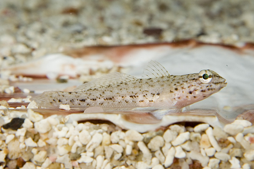 picture of Bucchich's Goby Sml                                                                                  Gobius bucchichii