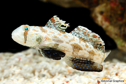 picture of Twin Spot Signal Goby Lrg                                                                            Signigobius biocellatus