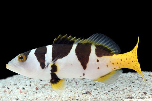 picture of Black Saddled Coral Grouper Med                                                                      Plectropomus laevis