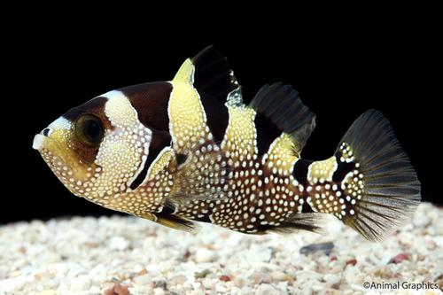 picture of Clown/Leaf Lip Grouper Sml                                                                           Pogonoperca punctata