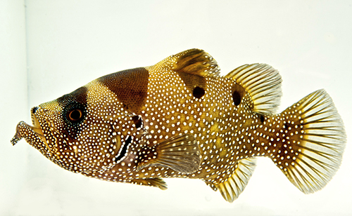 picture of Clown/Leaf Lip Grouper Xlg                                                                           Pogonoperca punctata