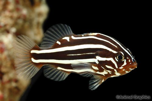 picture of Gold Stripe Grouper Sml                                                                              Grammistes sexlineatus