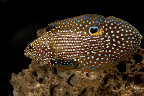 picture of Marine Betta Med                                                                                     Calloplesiops altivelis