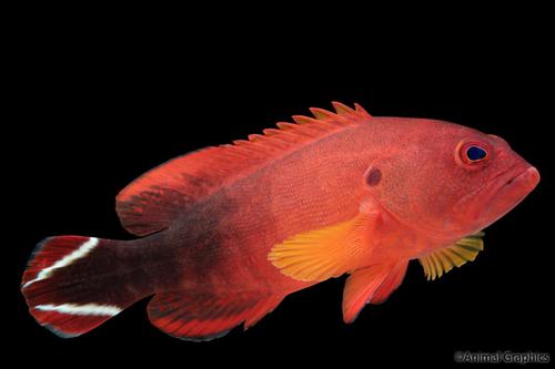 picture of V-Tail Grouper Med                                                                                   Cephalopholis urodeta