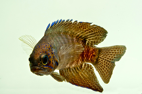 picture of Blue Devil Betta Sml                                                                                 Paraplesiops meleagris