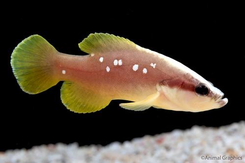 picture of Cortez Soapfish Med                                                                                  Rypticus bicolor