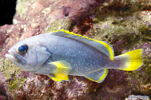 picture of Blue & Gold Grouper Med                                                                              Epinephelus flavocaeruleus