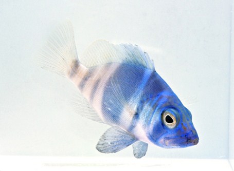 picture of Blue Hamlet Med                                                                                      Hypoplectrus gemma