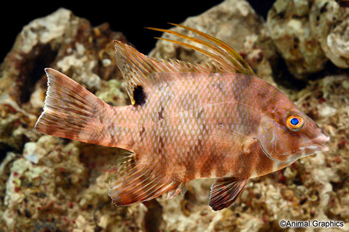 picture of Rooster Hogfish Sml                                                                                  Lachnolaimus maximus