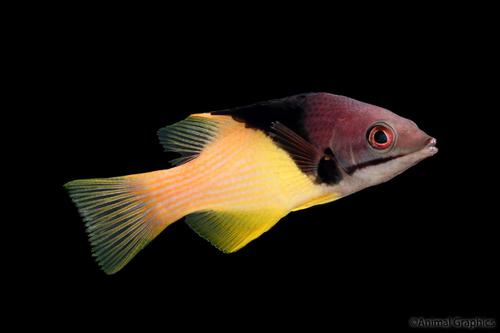 picture of Coral Hogfish Red Sea Med                                                                            Bodianus mesothorax