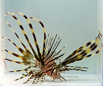 picture of Black Volitan Lionfish Sml                                                                           Pterois volitans