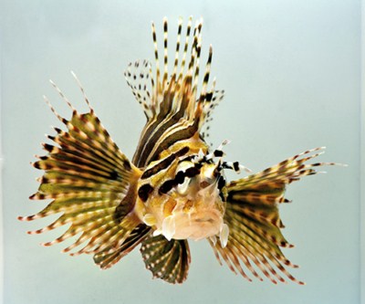 picture of Dwarf Lionfish Tny                                                                                   Dendrochirus zebra