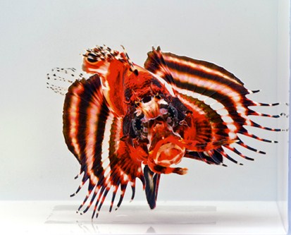 picture of Fu Man Chu Lionfish Lrg                                                                              Dendrochirus bioceliatus