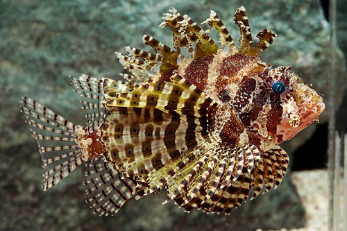 picture of Fuzzy Dwarf Lionfish I/O Lrg                                                                         Dendrochirus brachypterus