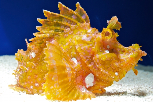 picture of Colored Rhinopias Scorpionfish Sml                                                                   Rhinopius aphanes