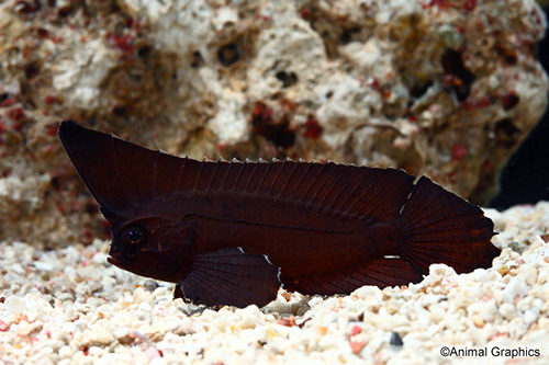 picture of Cockatoo Waspfish Sml                                                                                Ablabys taenianotus