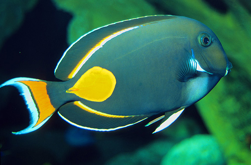 picture of Achilles Tang Med                                                                                    Acanthurus achilles