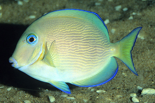 picture of Atlantic Blue Tang Med                                                                               Acanthurus coeruleus