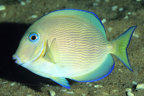 picture of Atlantic Blue Tang Lrg                                                                               Acanthurus coeruleus