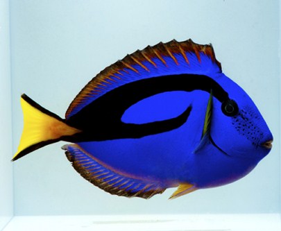 picture of Blue Regal Hippo Tang Lrg                                                                            Paracanthurus hepatus