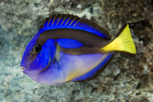 picture of Yellow Belly Blue Regal Hippo Tang Africa Med                                                        Paracanthurus hepatus