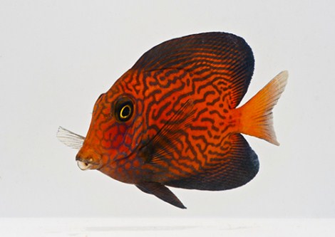 picture of Chevron Tang Juvenile Sml                                                                            Ctenochaetus hawaiiensis