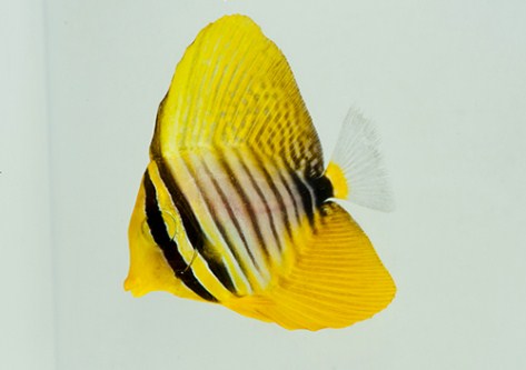 picture of Desjardini Sailfin Tang Red Sea Med                                                                  Zebrasoma desjardini