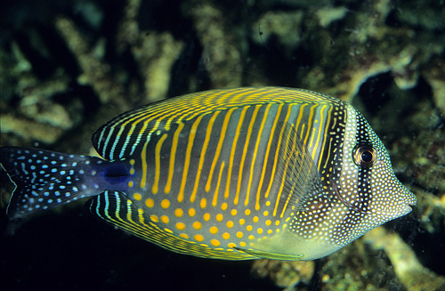 picture of Desjardini Sailfin Tang Red Sea Lrg                                                                  Zebrasoma desjardini