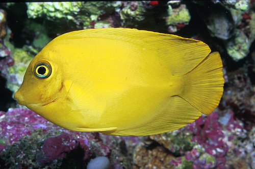 picture of Lemon Peel Mimic Tang Sml                                                                            Acanthurus pyroferus