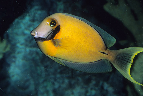 picture of Lemon Peel Mimic Tang Lrg                                                                            Acanthurus pyroferus