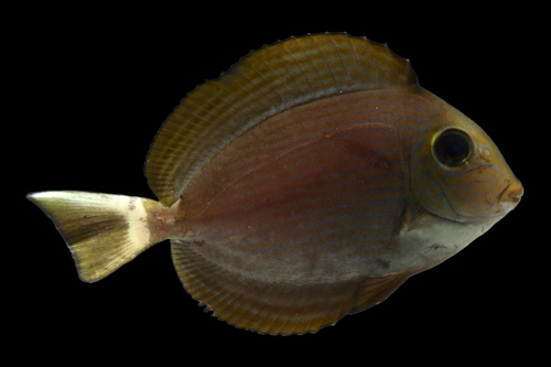 picture of Mata Tang Med                                                                                        Acanthurus mata